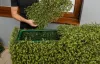 Természetes Hatású Térelválasztó Mű Sövényfal 1x1m - Buxus