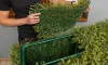 Természetes Hatású Térelválasztó Mű Sövényfal 1x1m - Buxus
