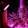 Dekoratív, filament stílusú E27 növénynevelő LED izzó (8W) Videx Fito spektrummal, működés közben, növények felett